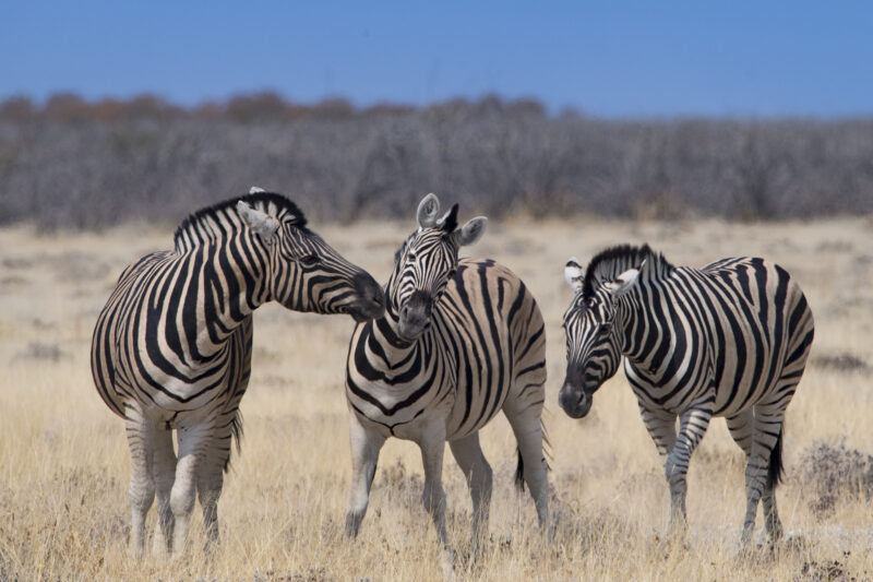 Travel Namibie 334